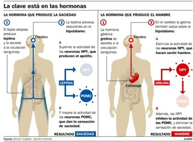 Leptina la hormona que hace la diferencia en la obesidad