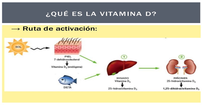 Efectos de la Vitamina D en las fracturas y la densidad de los huesos
