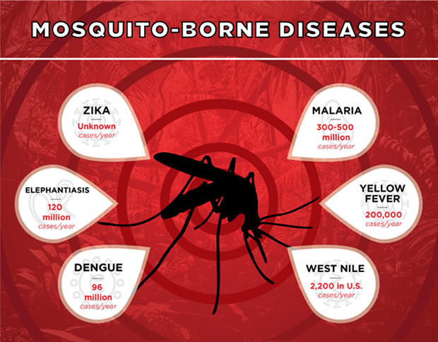 Los Mosquitos y las Enfermedades